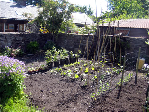 Dalmore temporary vegetable garden