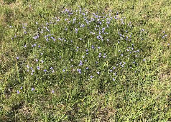 harebells
