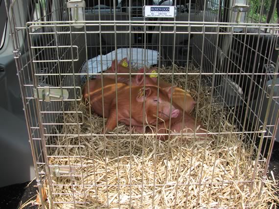 Transporting, moving and handling pigs - The Accidental Smallholder